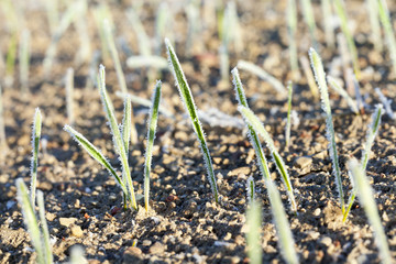 green wheat in frost, close-up
