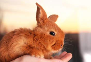 Woman holding cute funny rabbit in hands, closeup