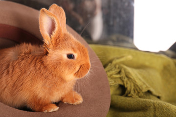 Cute funny rabbit in hat, closeup