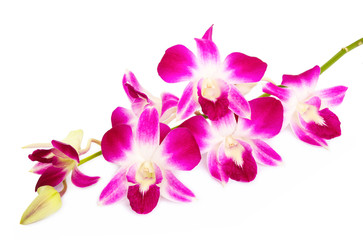 Beautiful orchids isolated on white background