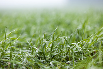 young grass plants, close-up