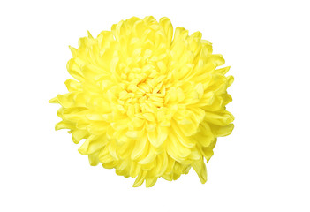 Yellow chrysanthemum isolated on white background