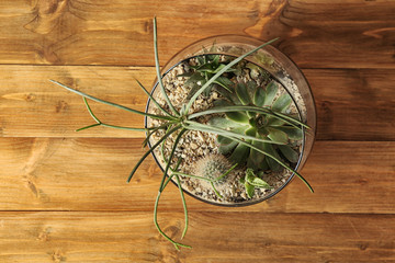 Composition of succulents in glass pot on wooden background