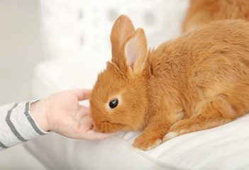 Hand of little child playing with cute rabbit at home