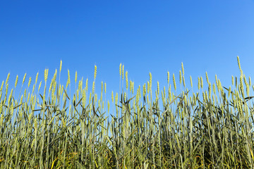 Obraz premium immature green grass