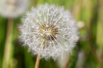 White dandelions in the field