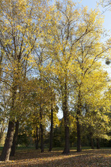 Fototapeta premium Park in the fall