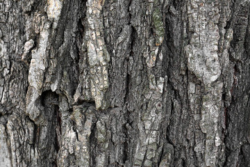Bark tree background