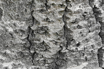 Bark tree background