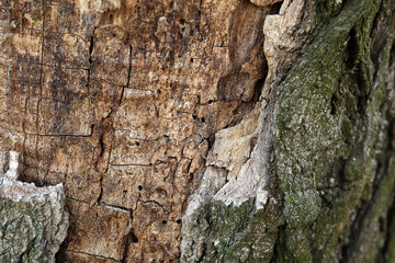Bark tree background