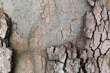 Bark tree background