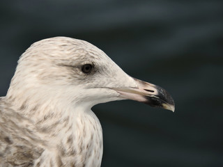 Möwe