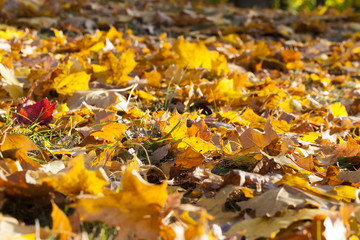 The fallen maple leaves