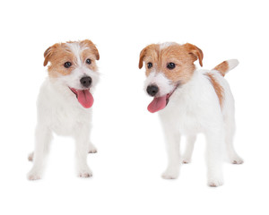 Cute funny dogs on white background