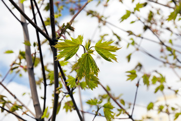 green maple leaves