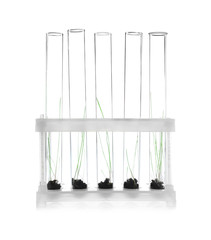 Plants in test tubes on white background