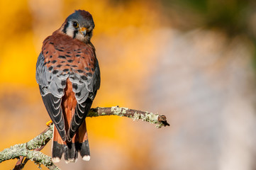 American Kestrel