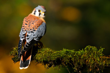 American Kestrel