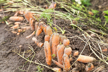 red carrots in the field