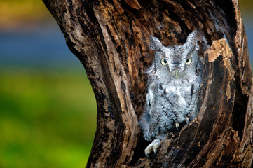 Owl at Rest