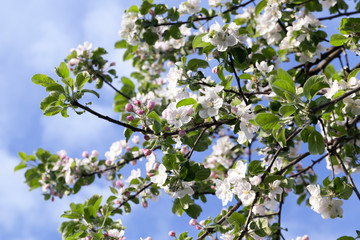White apple flowers in May