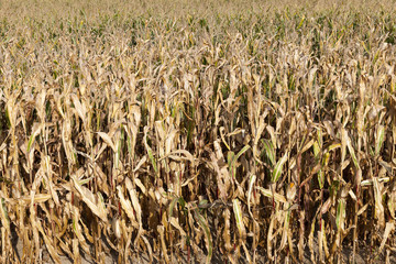 field of ripe corn