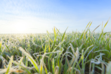 young grass plants, close-up