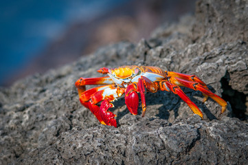 Sally Lightfoot Crab