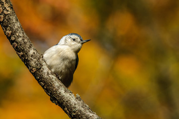 Nuthatch