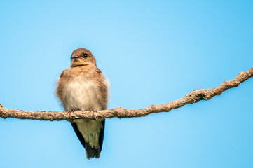 Flycatcher
