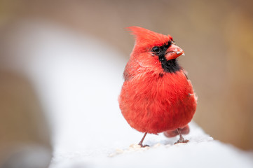 Red Cardinal