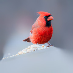 Red Cardinal