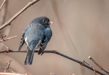 Dark-Eyed Junco