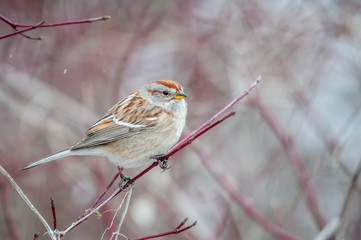 Winter Sparrow