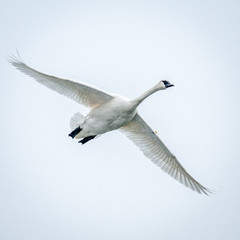 Swan In Flight