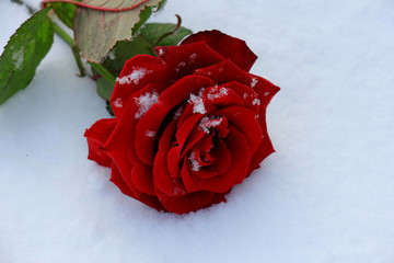 Red rose in the snow