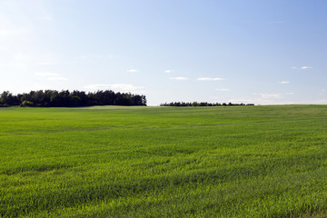 Field with cereal