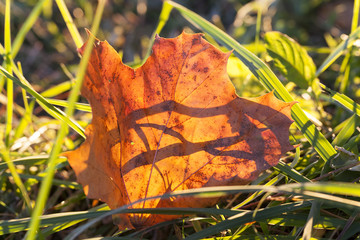fallen leaves of a maple