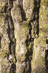 tree bark, close-up