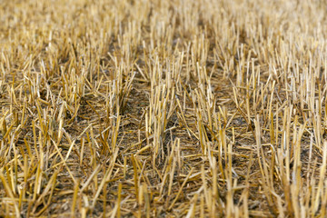 straw in the field