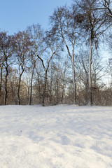 trees in the forest in winter