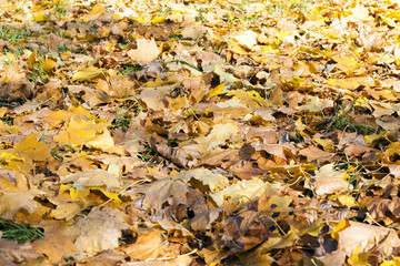 The fallen maple leaves