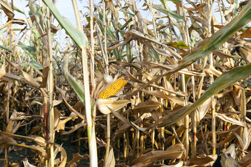 corn on an agricultural field