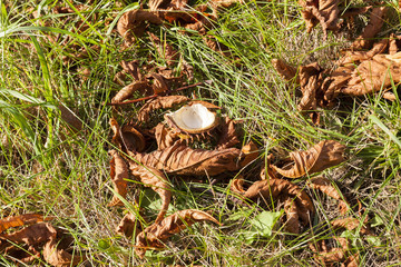 nuts Chestnut autumn