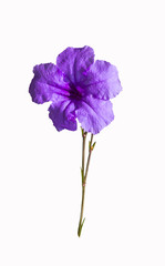Violet flower with stem
