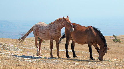 Windblown Red Roan Stallion with his Bay mare on mountain ridge in western United States of America
