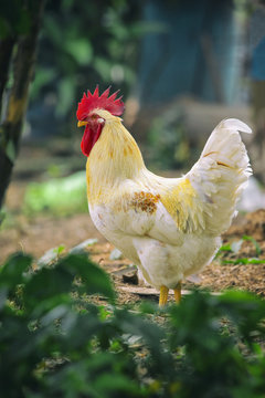 Image of a chicken on nature background. Farm animals.