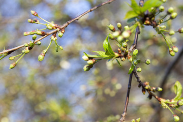 green buds of apple