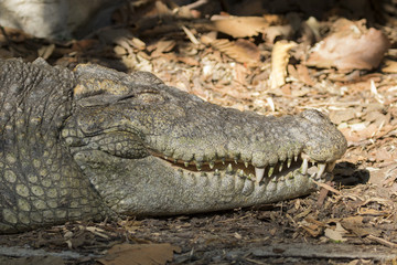 Image of a crocodile on nature background. Wild Animals.