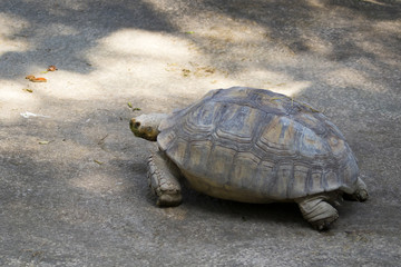 Image of a turtle on the ground. (Geochelone sulcata) Reptile.